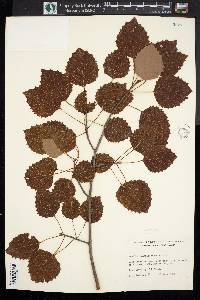 Populus grandidentata image