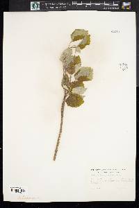 Populus grandidentata image