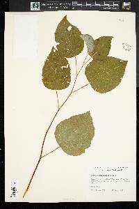 Populus grandidentata image