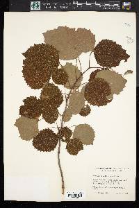 Populus grandidentata image