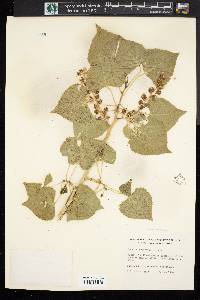 Populus fremontii image