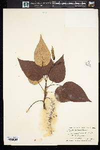 Populus balsamifera image