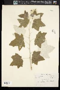 Populus alba image