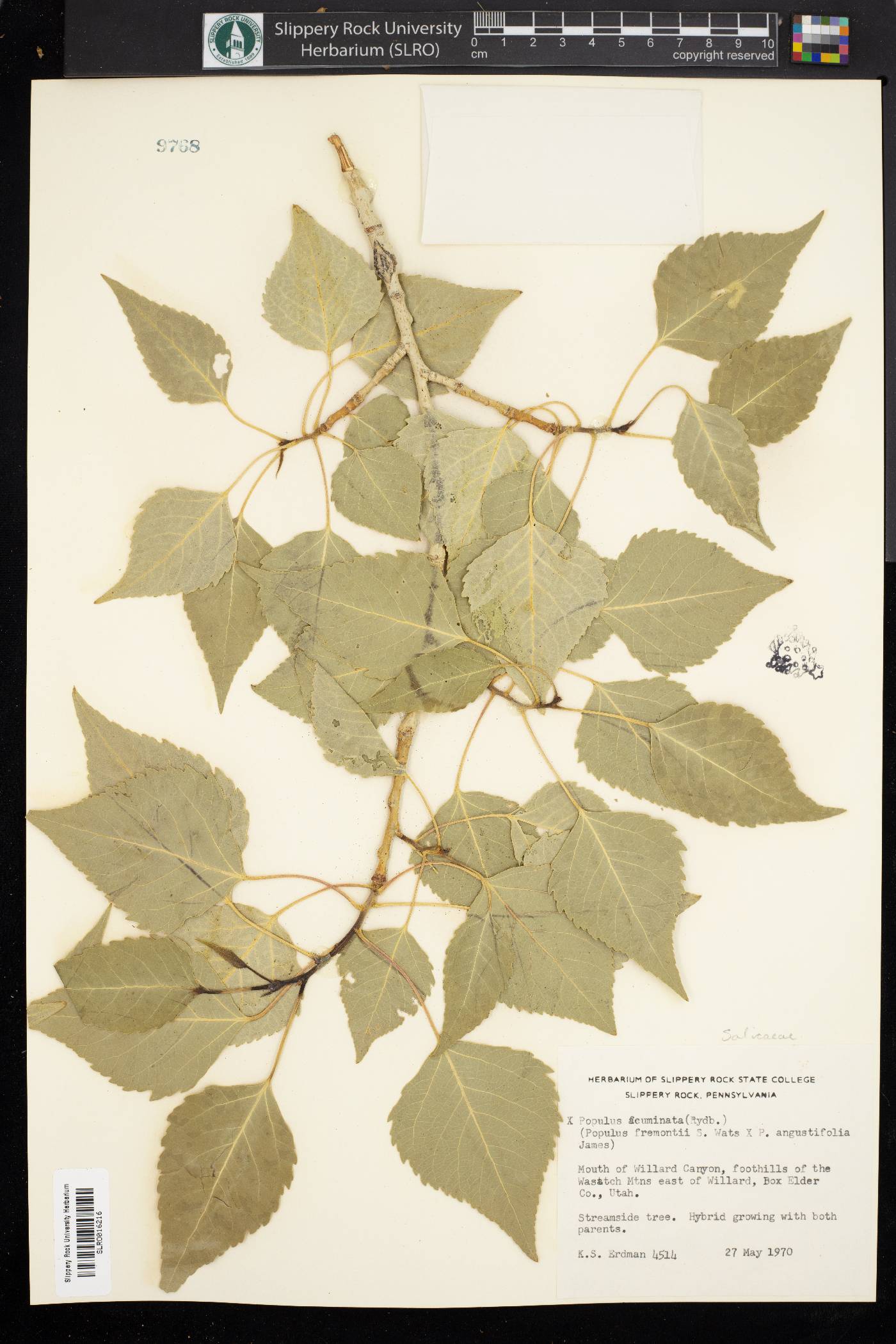 Populus acuminata image