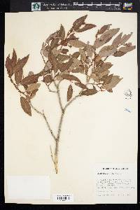 Salix amygdaloides image