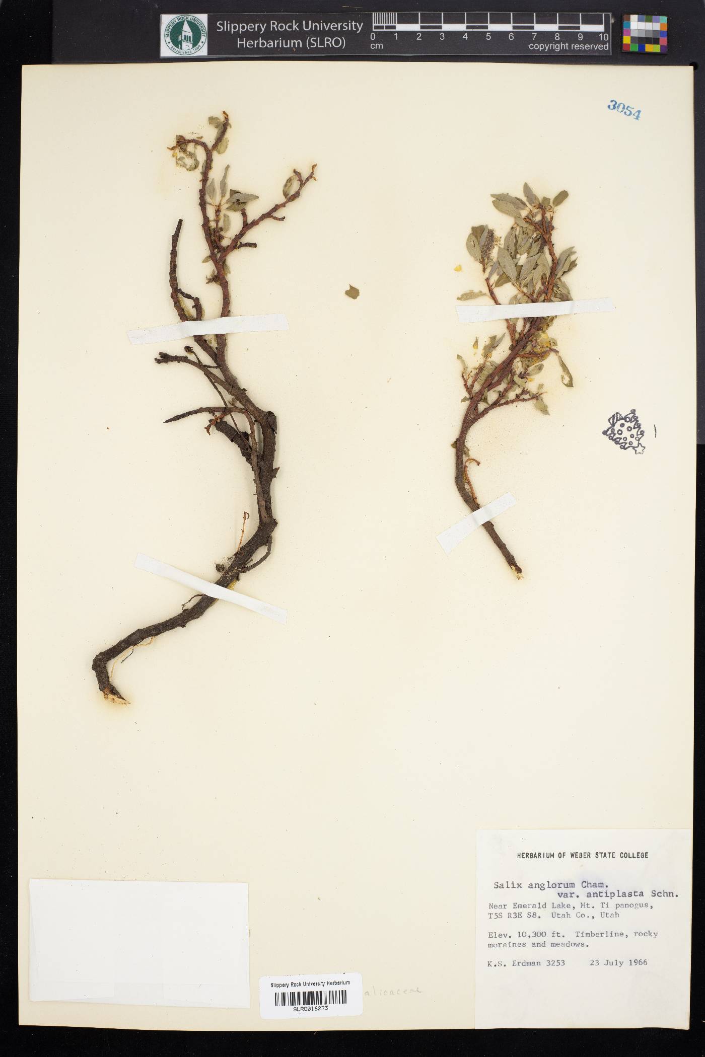 Salix anglorum var. antiplasta image