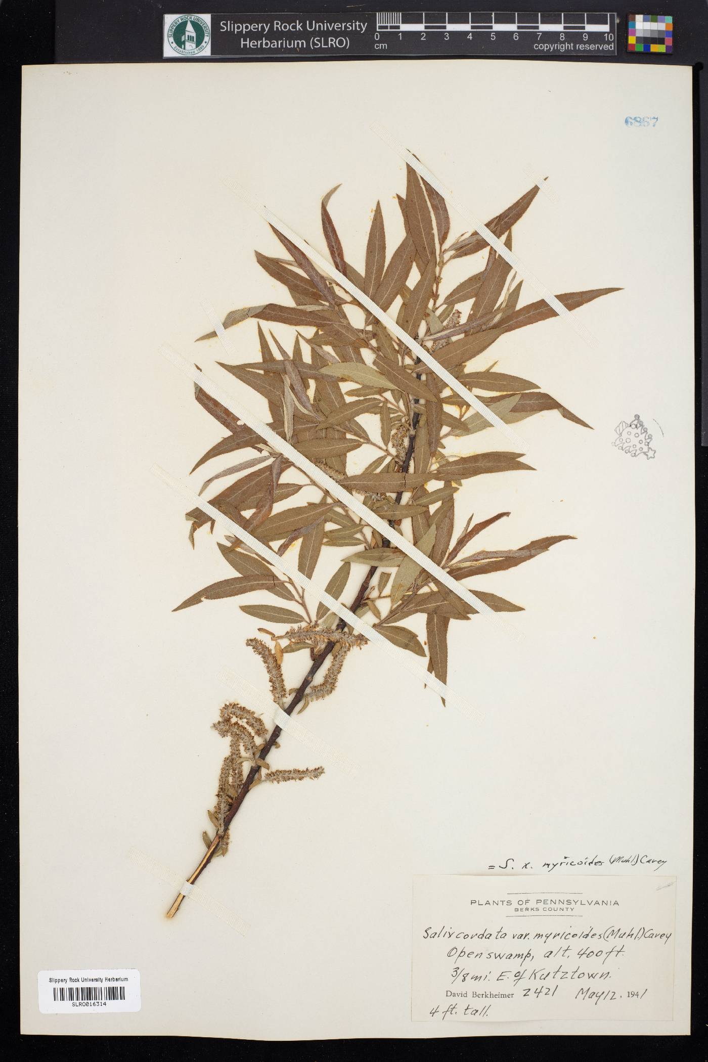 Salix cordata var. myricoides image