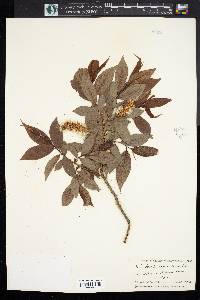 Salix lucida image