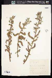 Salix lutea image