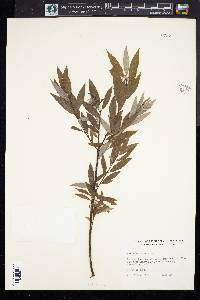 Salix petiolaris image