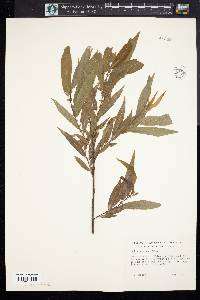 Salix rigida image