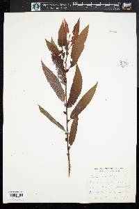 Salix rigida image