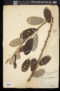 Salix scouleriana image