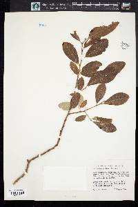 Salix scouleriana image