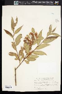 Salix serissima image