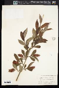 Salix serissima image