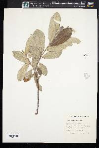 Salix sitchensis image