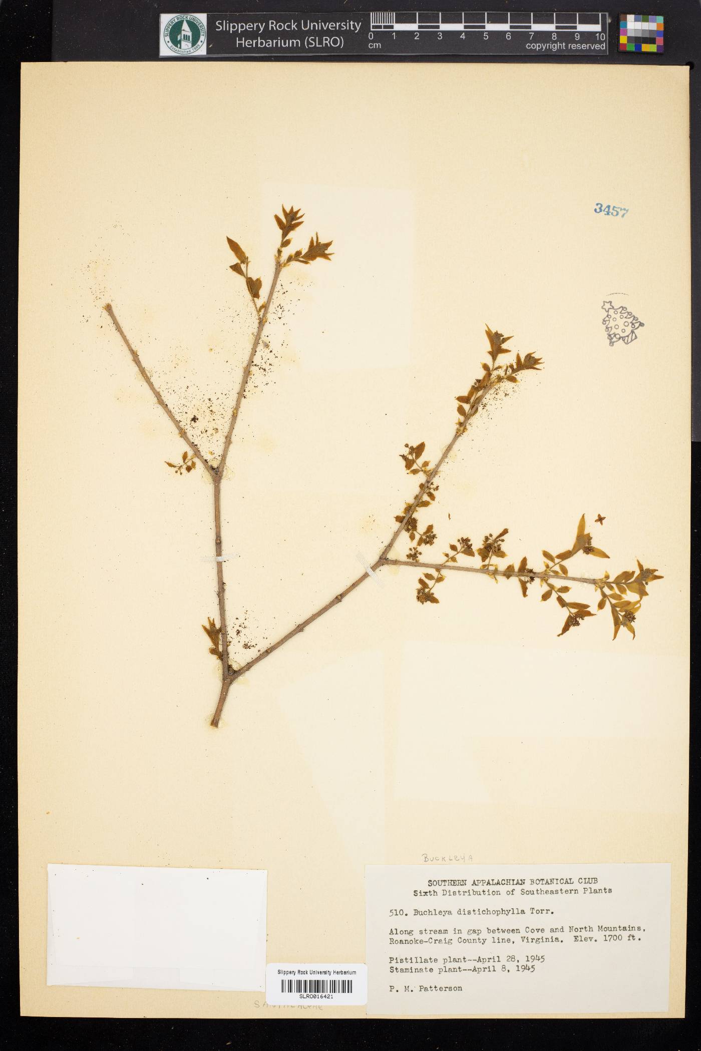 Buckleya distichophylla image