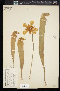 Sarracenia minor image