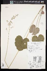 Heuchera americana image