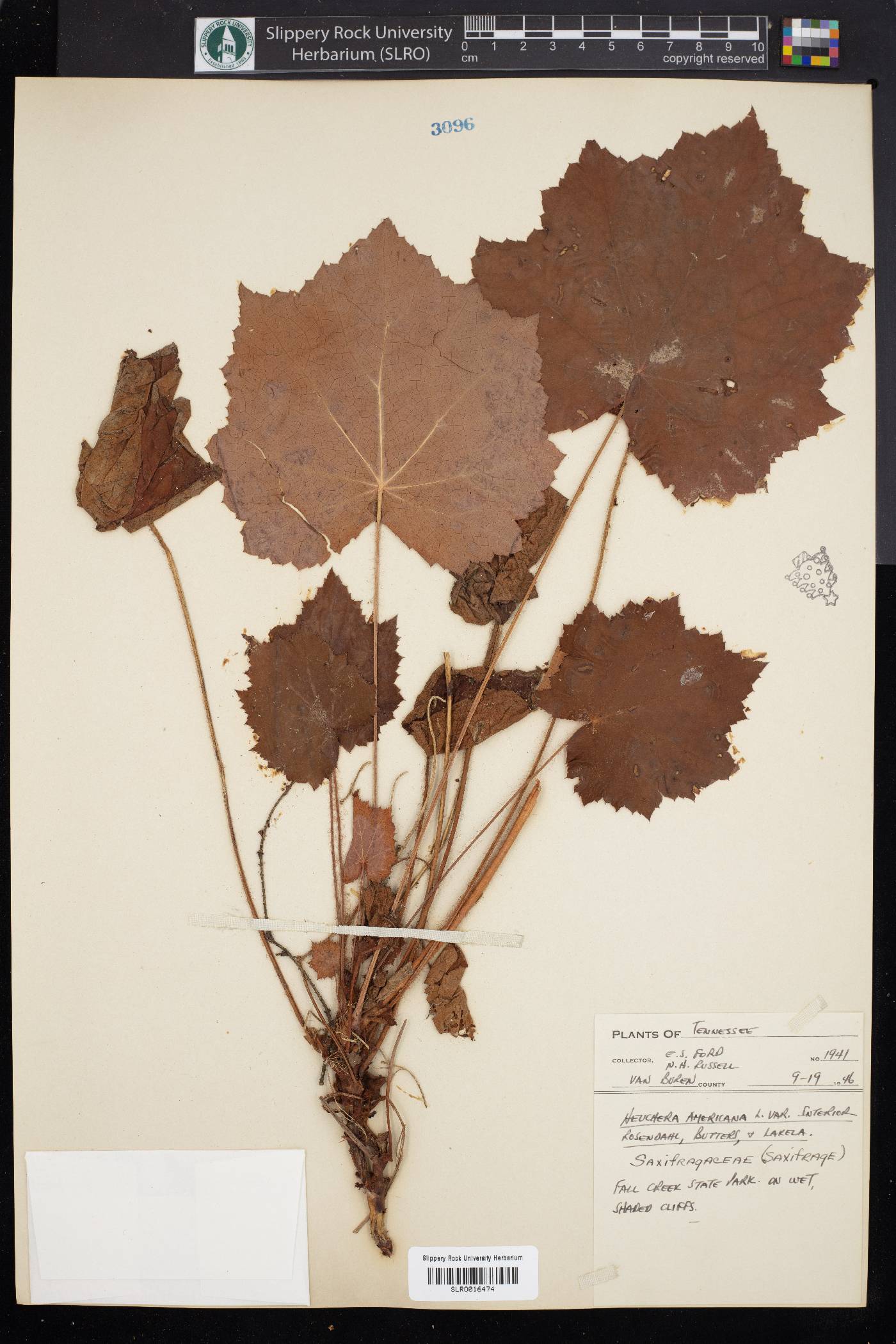 Heuchera americana var. interior image