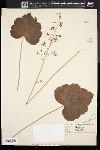 Heuchera americana image