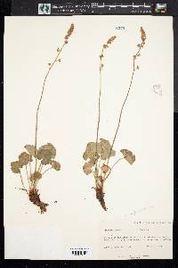 Heuchera parviflora image