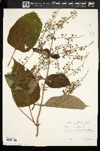 Hydrangea paniculata image