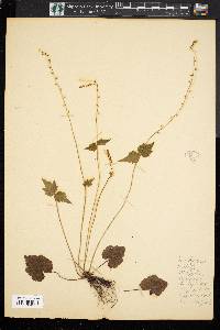 Mitella diphylla image