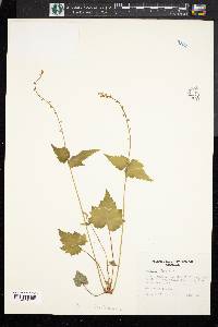 Mitella diphylla image