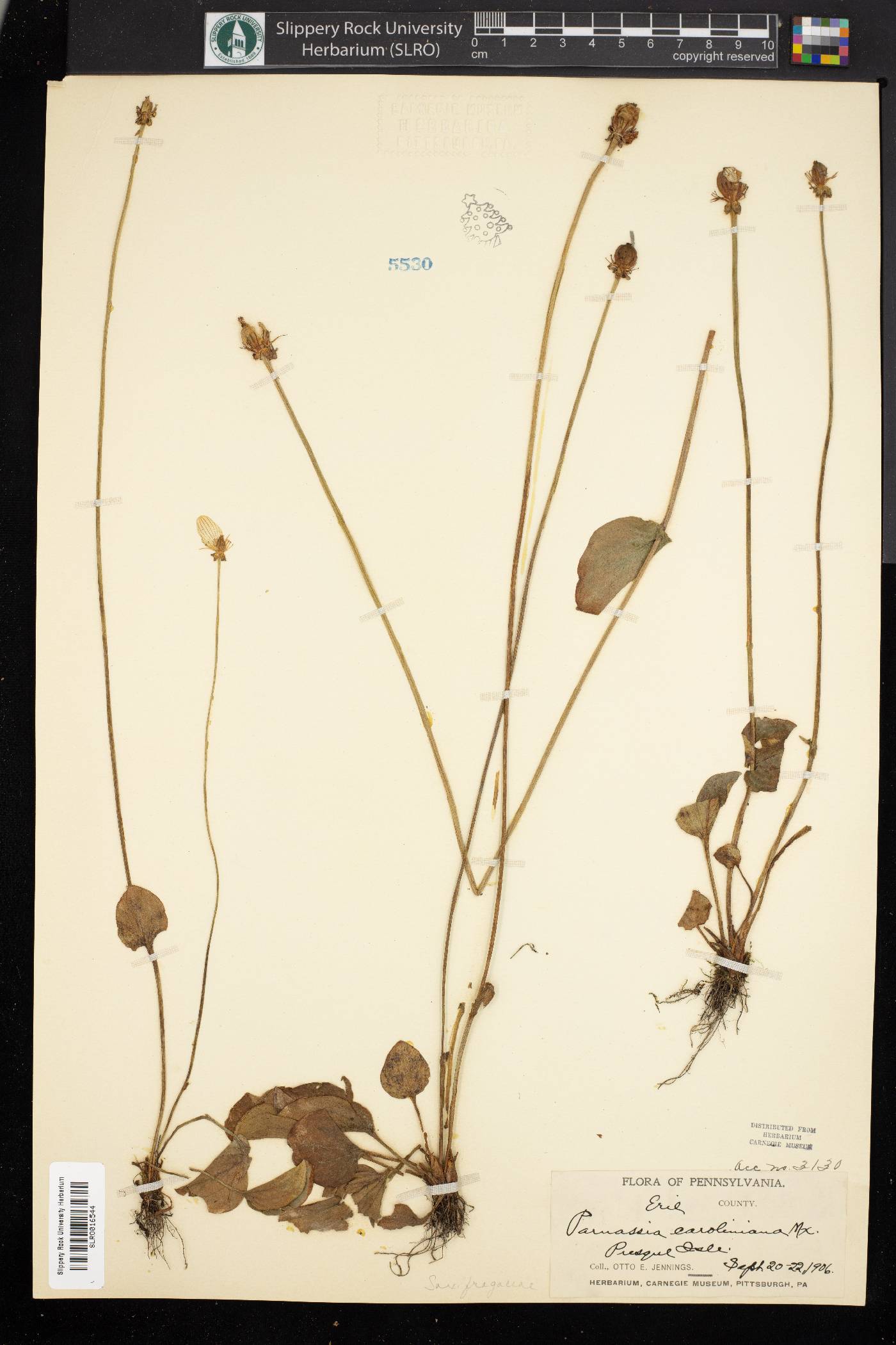 Parnassia caroliniana image