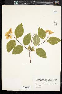 Philadelphus hirsutus image