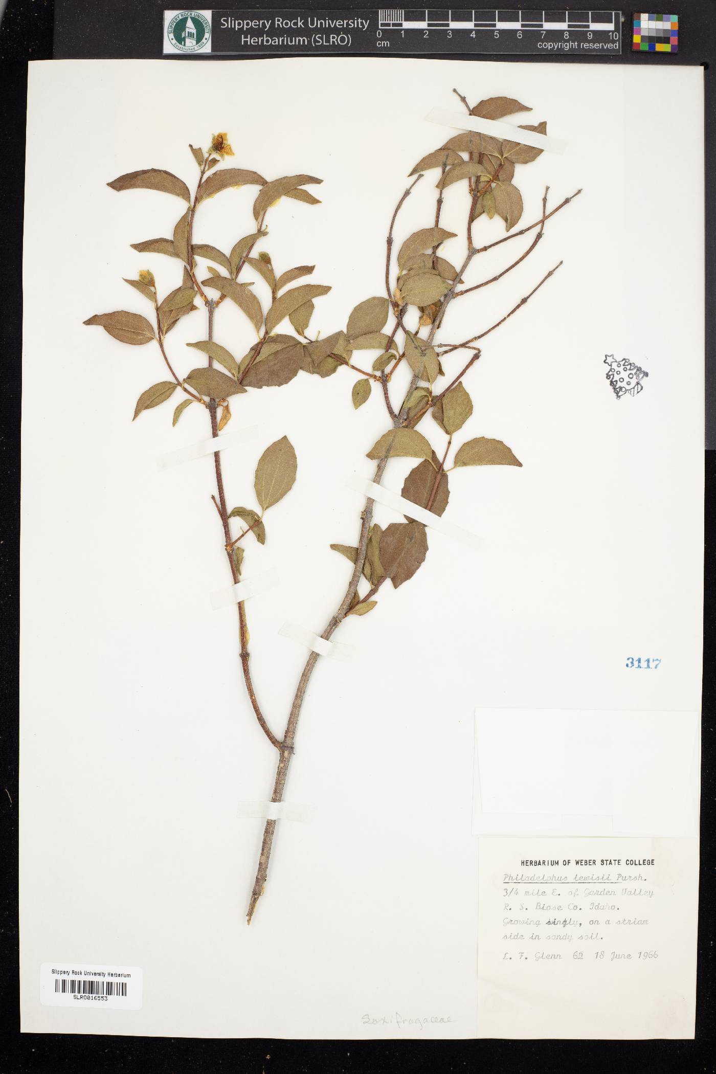 Philadelphus lewisii image