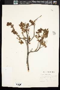 Ribes acerifolium image