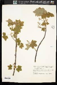 Ribes glandulosum image