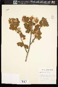 Ribes viscosissimum image