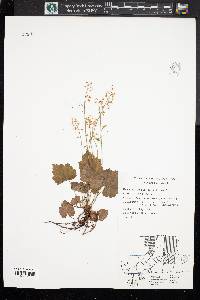 Tiarella cordifolia image