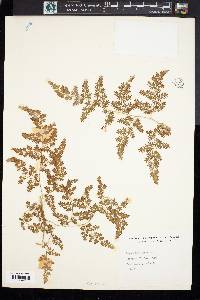 Lygodium japonicum image
