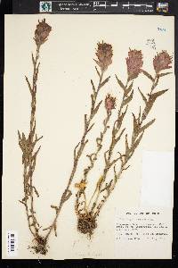 Castilleja applegatei image