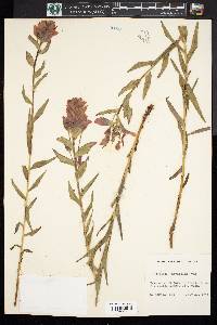 Castilleja rhexiifolia image