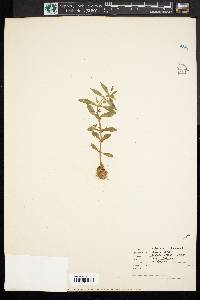 Gratiola virginiana image