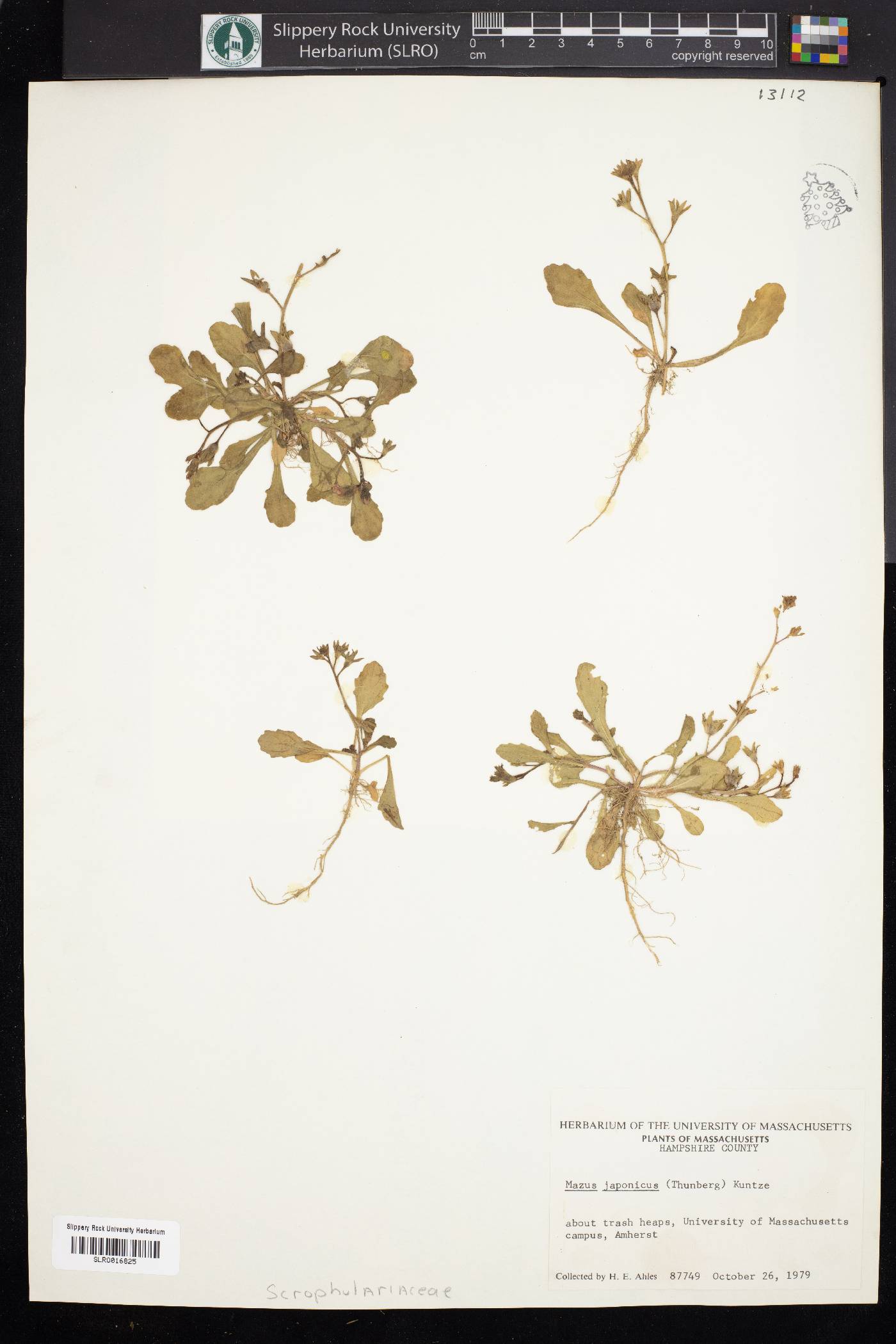 Mazus japonicus image