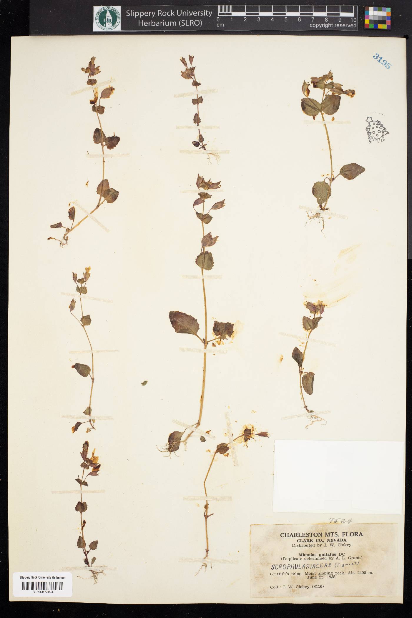 Erythranthe charlestonensis image