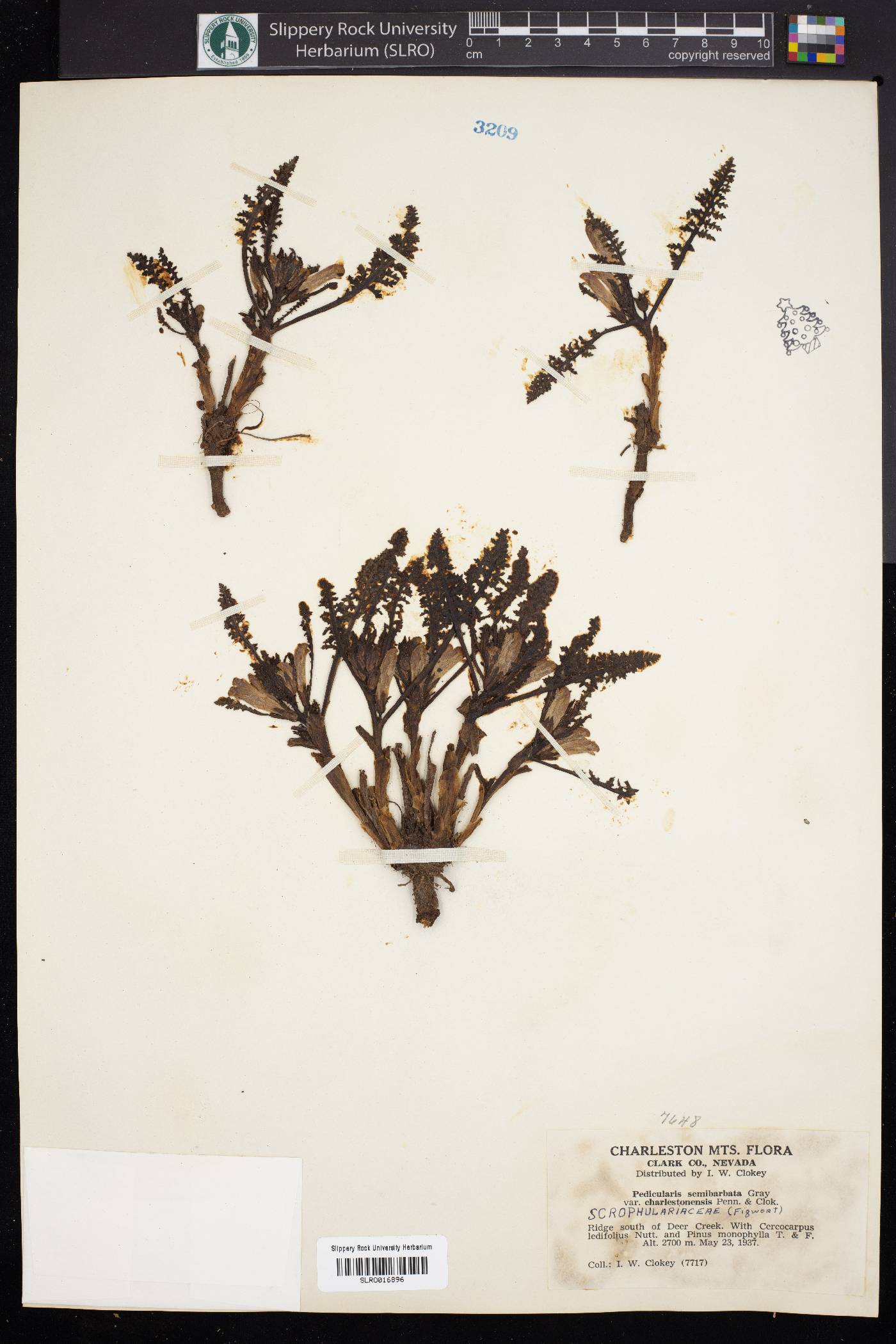 Pedicularis semibarbata var. charlestonensis image