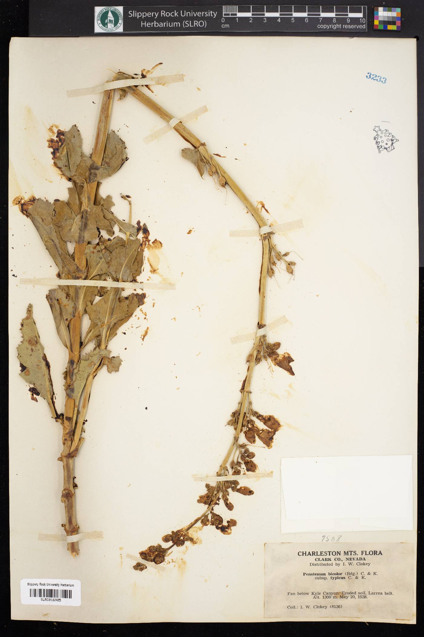 Penstemon bicolor subsp. typicus image