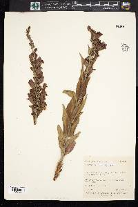 Penstemon laevis image