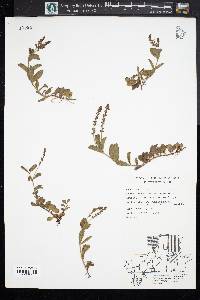 Veronica officinalis image