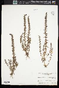 Veronica peregrina subsp. xalapensis image