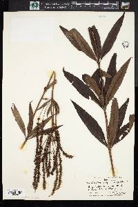 Veronicastrum virginicum image