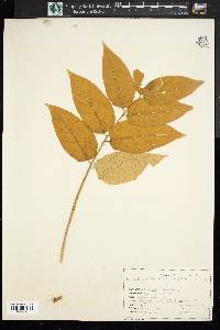 Ailanthus altissima image